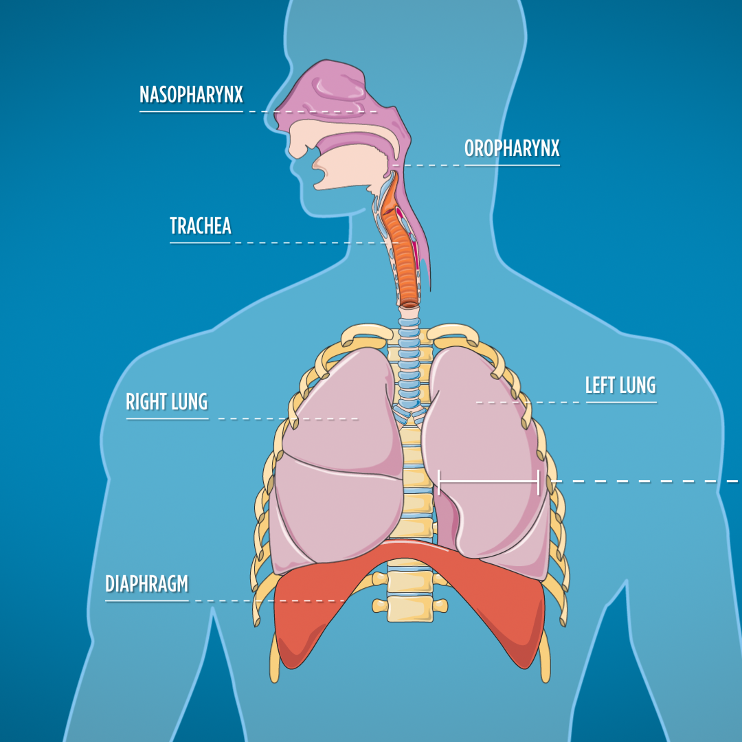 EMT Prep Mechanism of Breathing