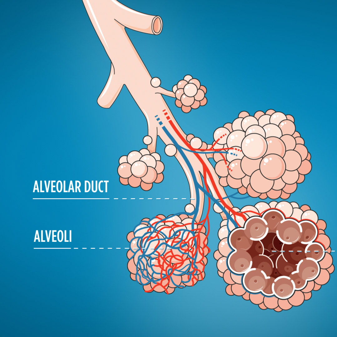 Respiratory Anatomy Illustration